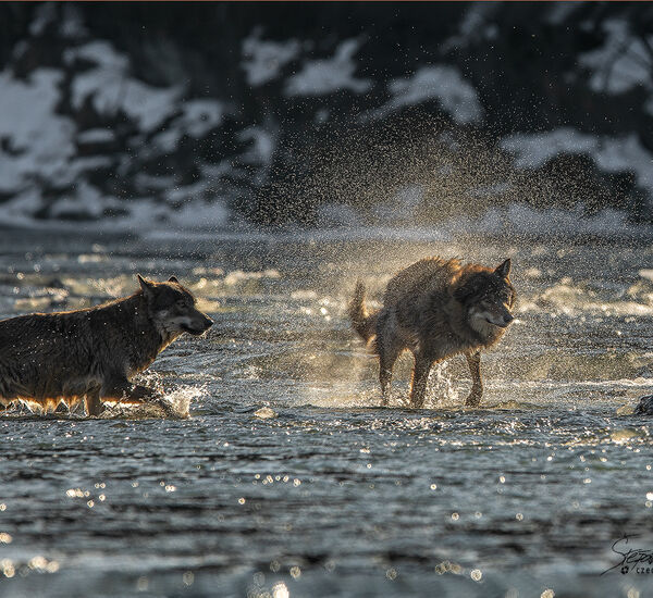 Hledání divočiny aneb 20 evropských zemí ve fotografii