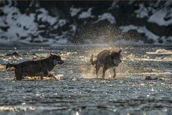 Hledání divočiny aneb 20 evropských zemí ve fotografii