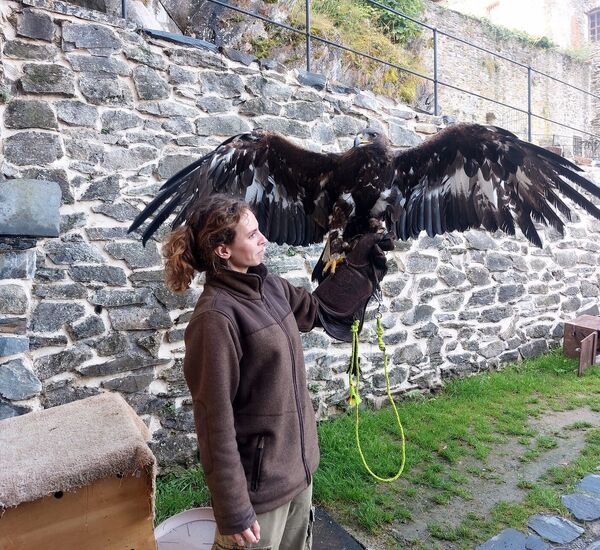 Sovinecké šelmování