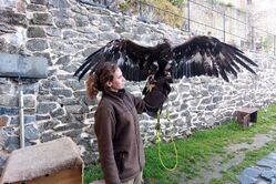 Sovinecké šelmování