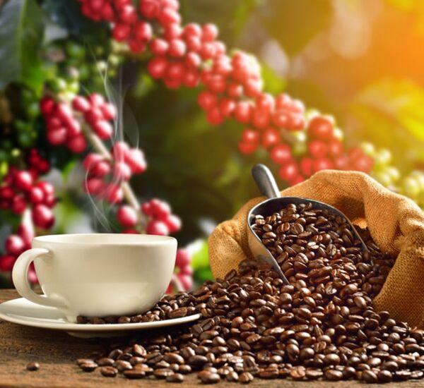 Vůně kávy - Muzeum pod lupou