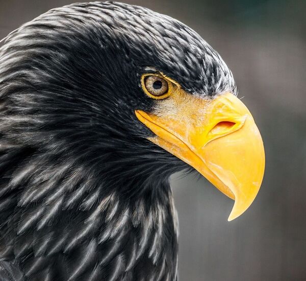 Sokolnické slavnosti