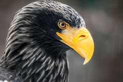 Sokolnické slavnosti